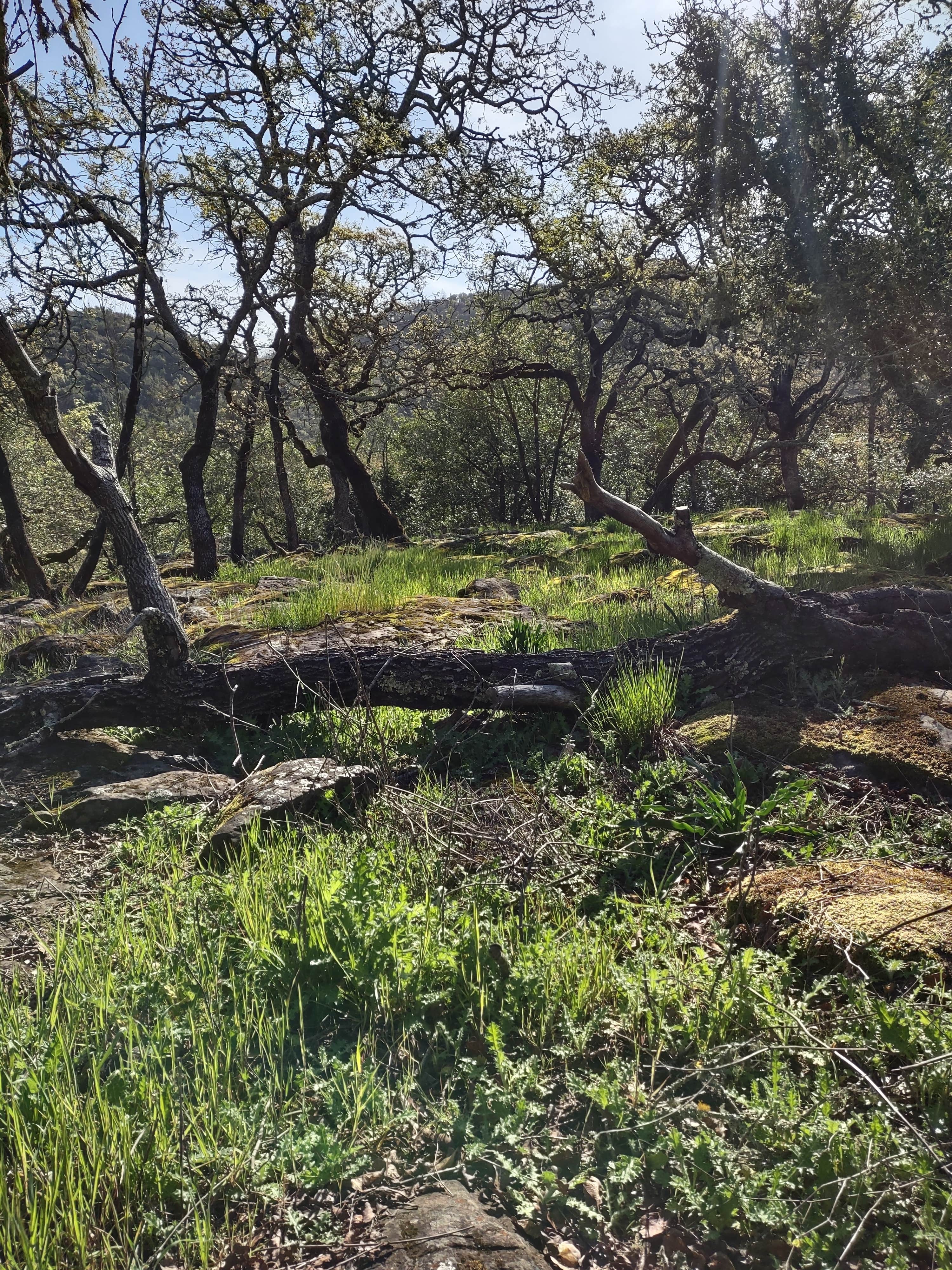 Camper-submitted photo at Spring Lake Regional Park near Yountville, CA