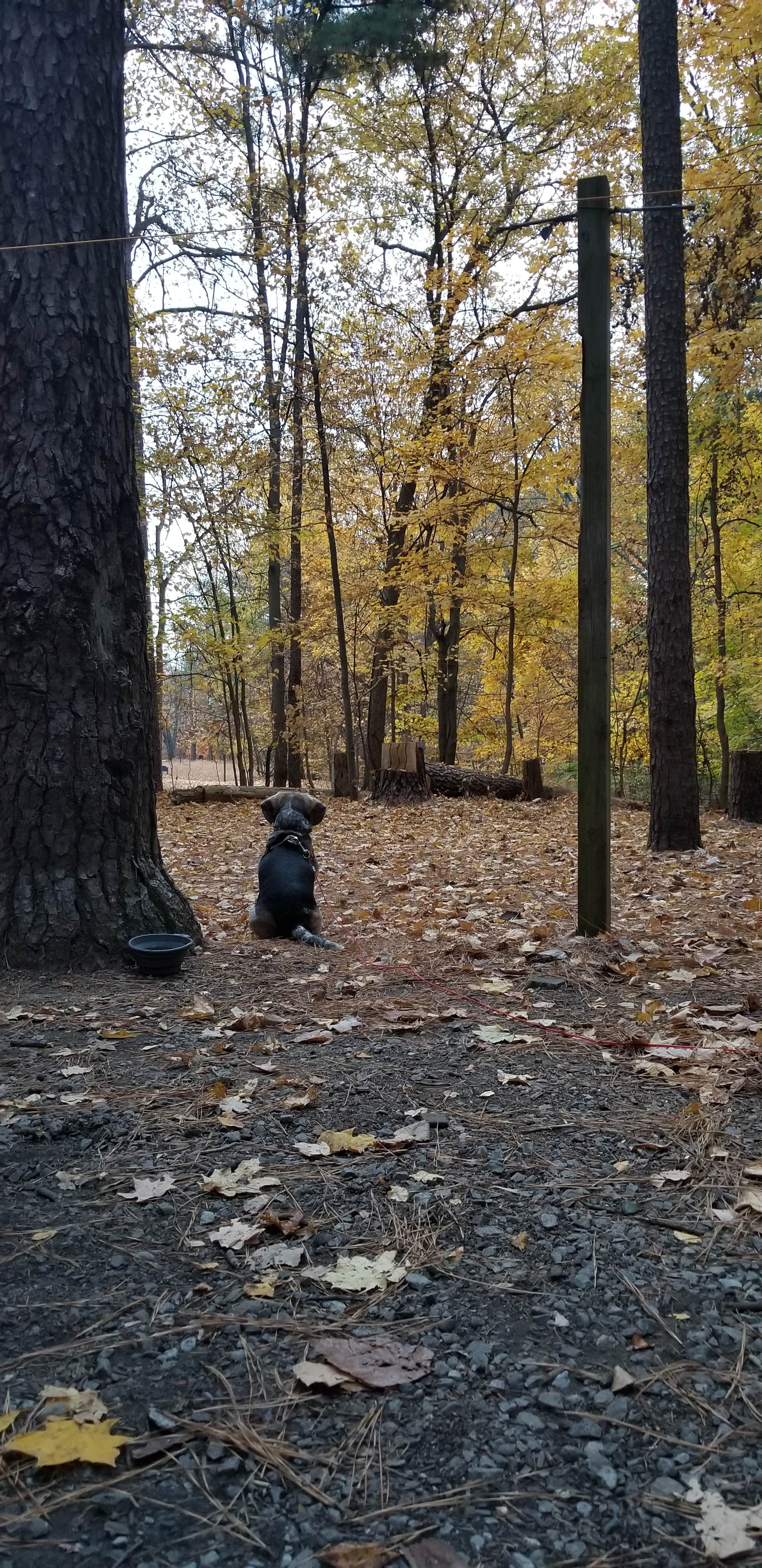 Ella L.'s photo of camping with pets at Horine Reservation Camping at Jefferson County Memorial Forest near Garrett, KY