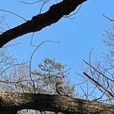 Review photo of Amicalola Falls State Park Camping by Brett D., March 30, 2023