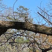 Review photo of Amicalola Falls State Park Camping by Brett D., March 30, 2023