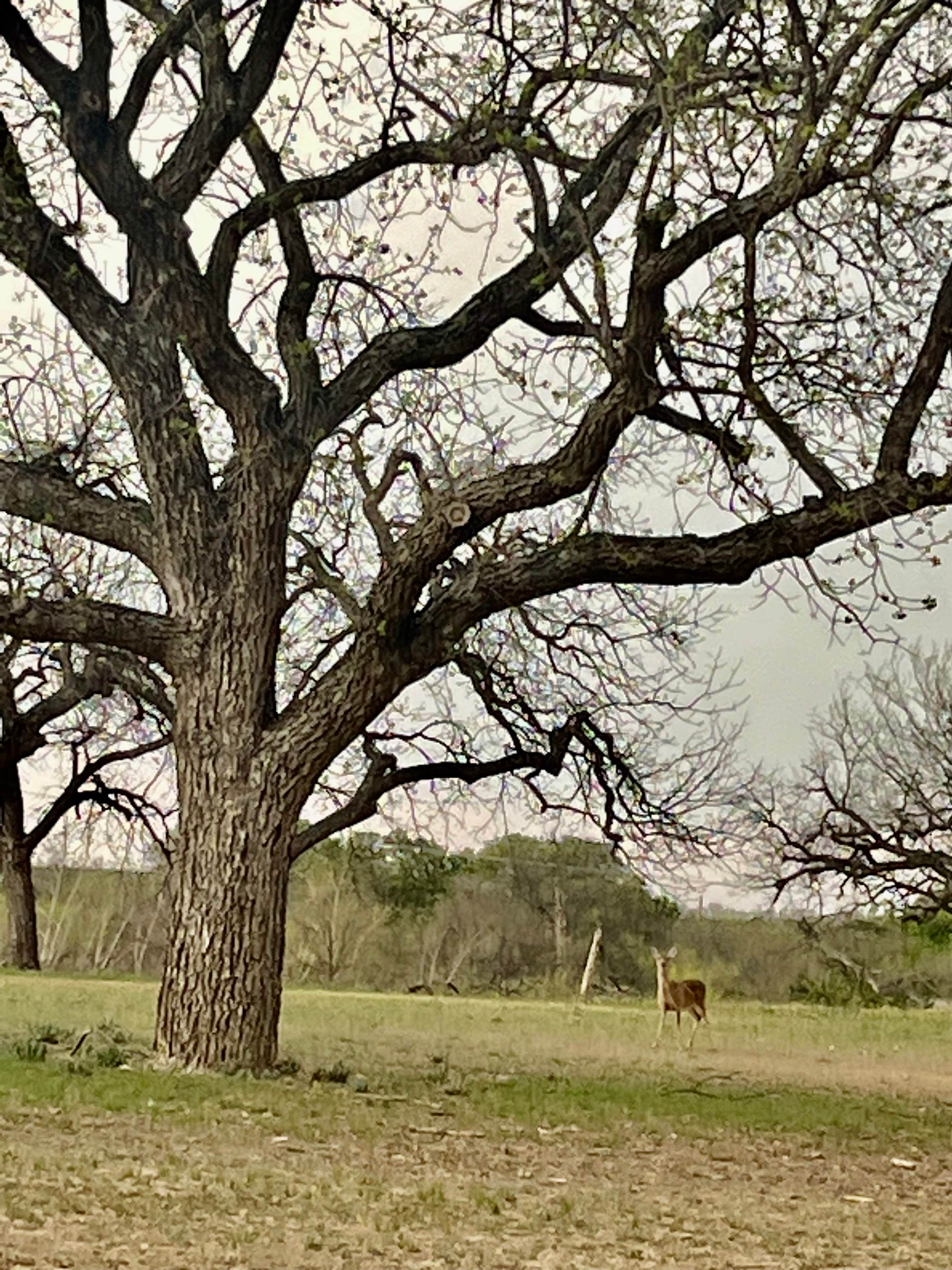 Camper submitted image from Pecan Valley RV Park - 5