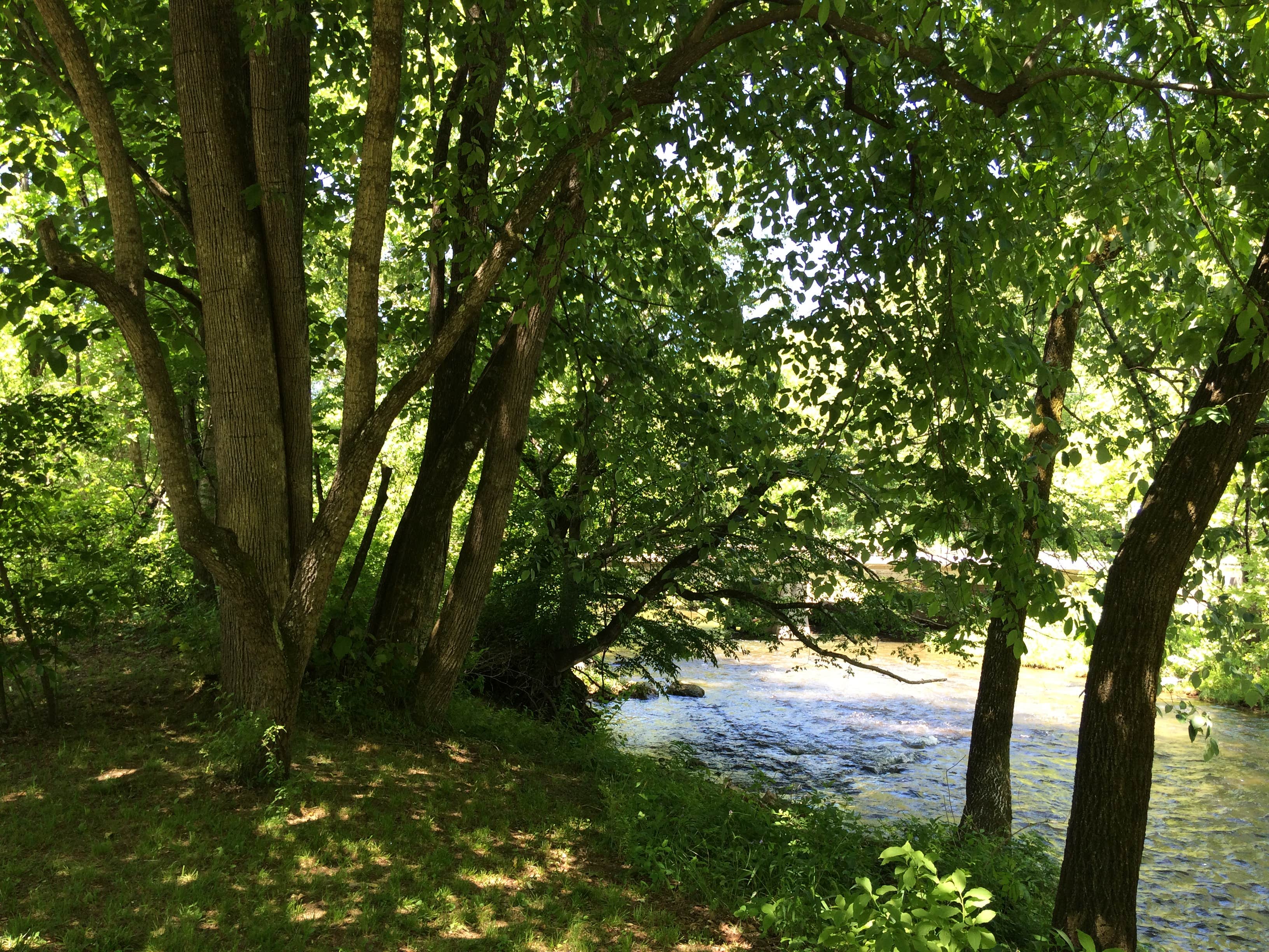 Mary F.'s photo of camping with pets at Peaceful Cove Campground near Cashiers, NC