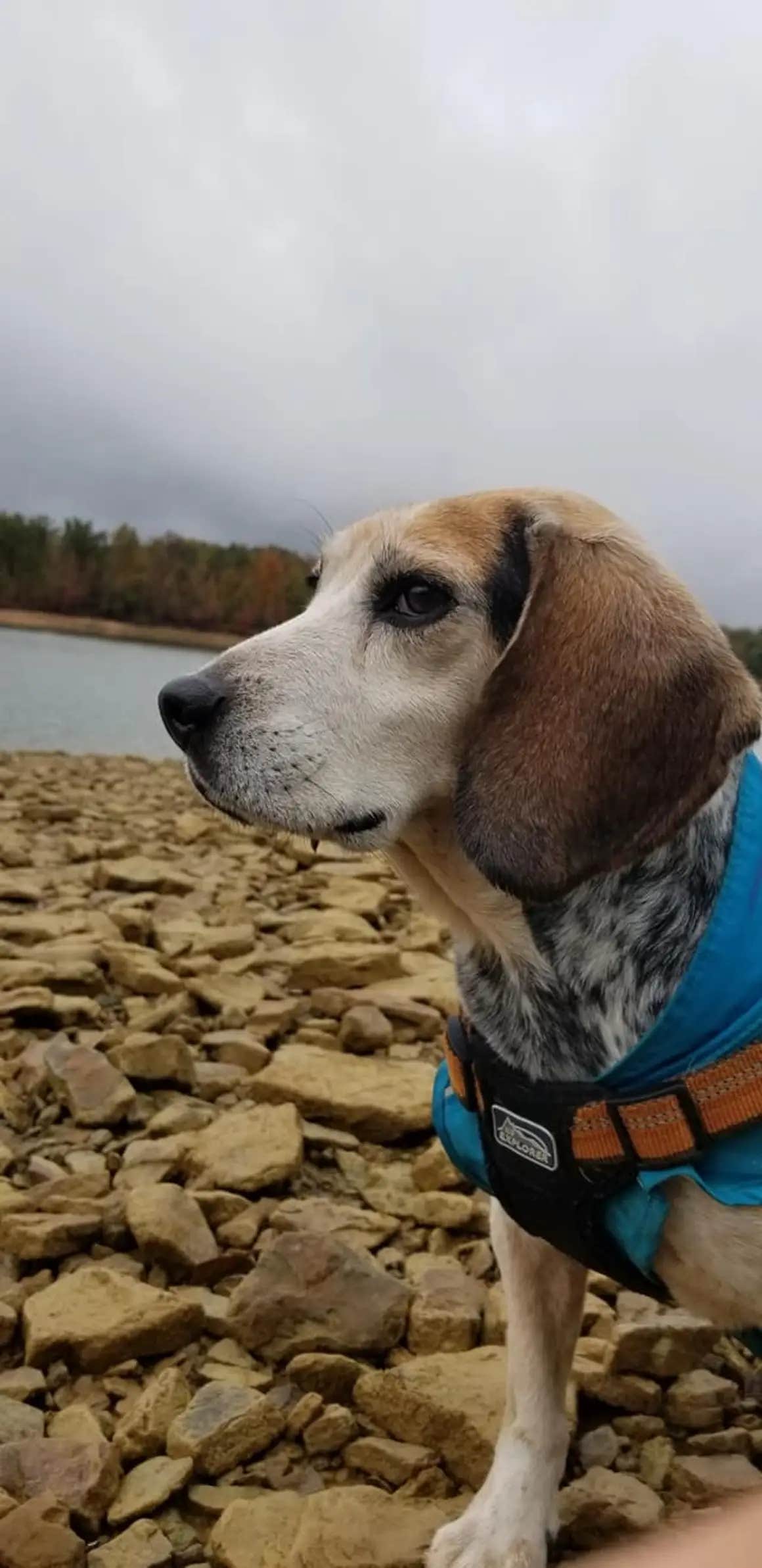 Ella L.'s photo of camping with pets at Nolin Lake State Park Campground near Russellville, KY