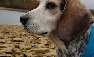 Ella L.'s photo of camping with pets at Nolin Lake State Park Campground near Mammoth Cave, KY