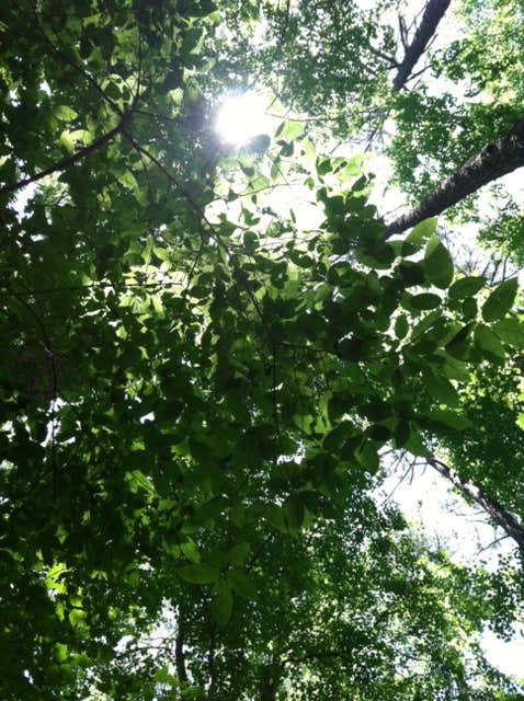 Camper submitted image from William B. Umstead State Park Campground - 1