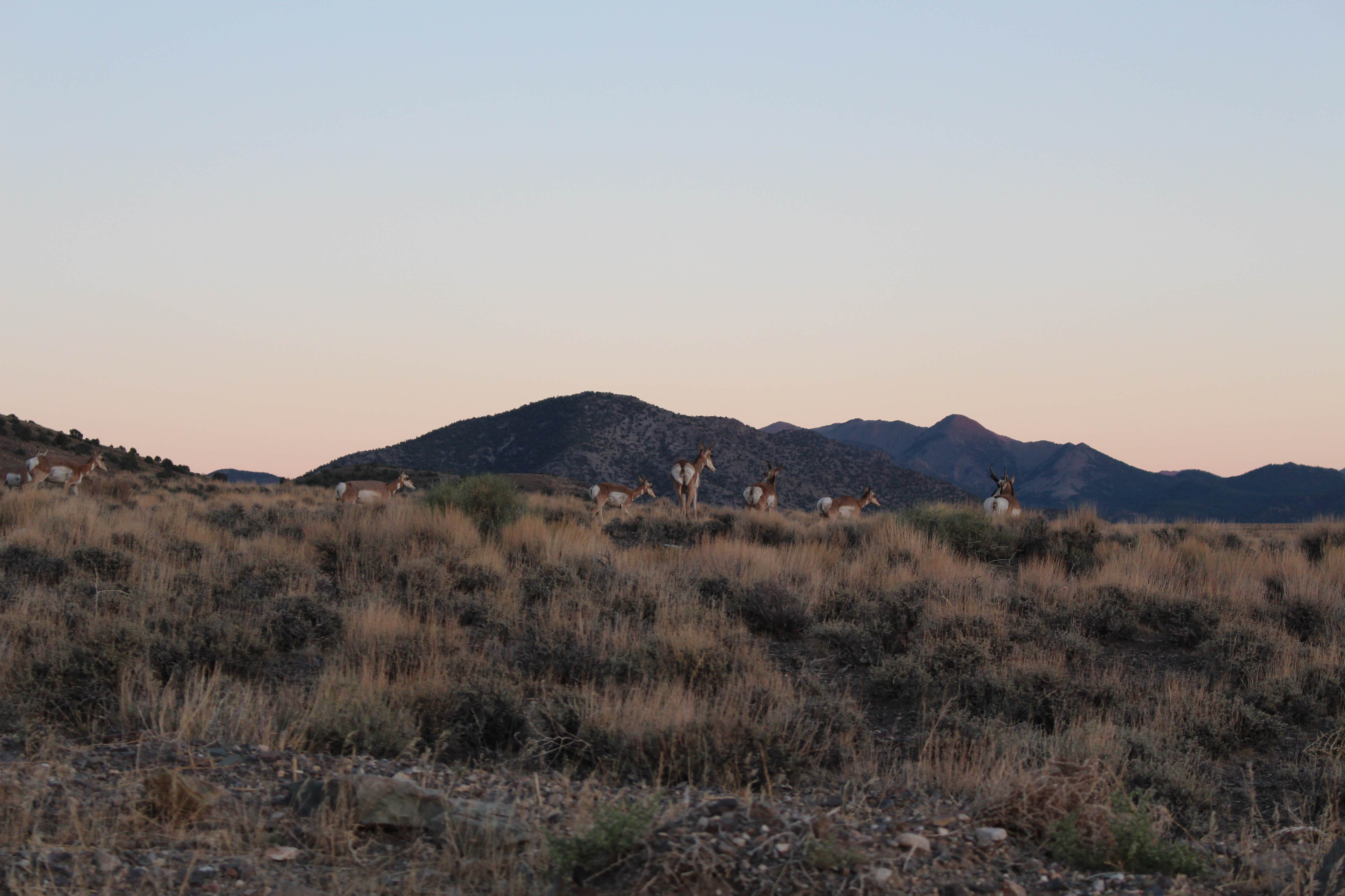 Camper submitted image from Berlin-Ichthyosaur State Park - 2