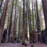 Review photo of Burlington Campground — Humboldt Redwoods State Park by Alivia M., April 1, 2023