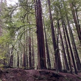 Review photo of Burlington Campground — Humboldt Redwoods State Park by Alivia M., April 1, 2023