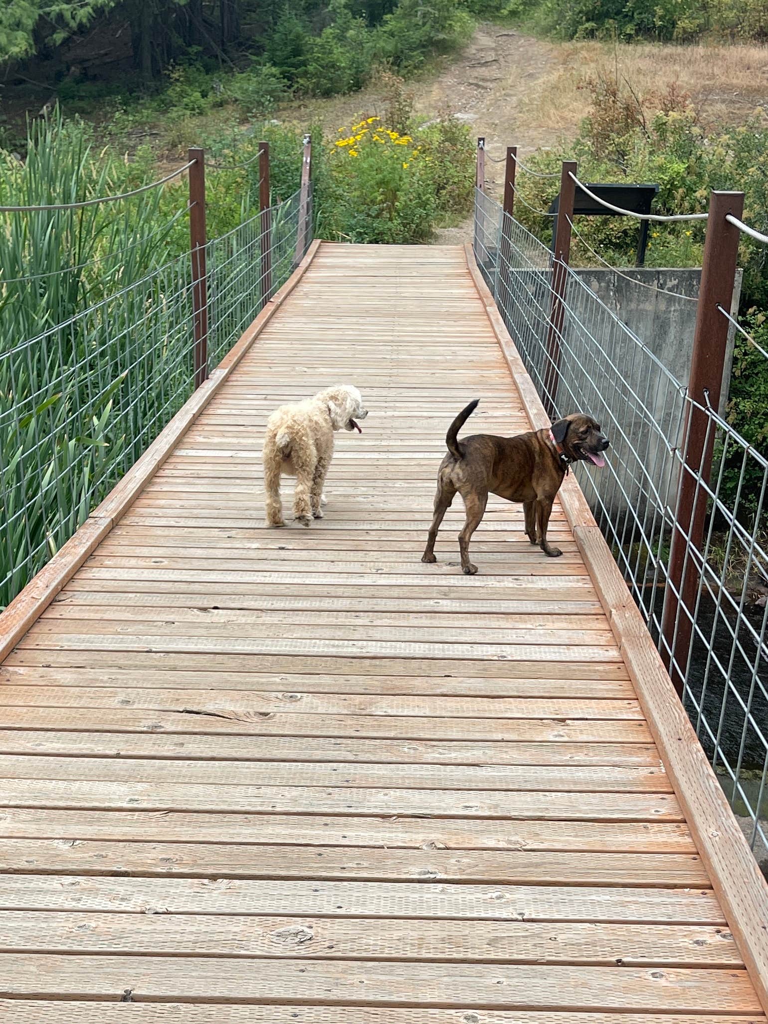 Michelle P.'s photo of camping with pets at Round Lake State Park Campground near Bonners Ferry, ID