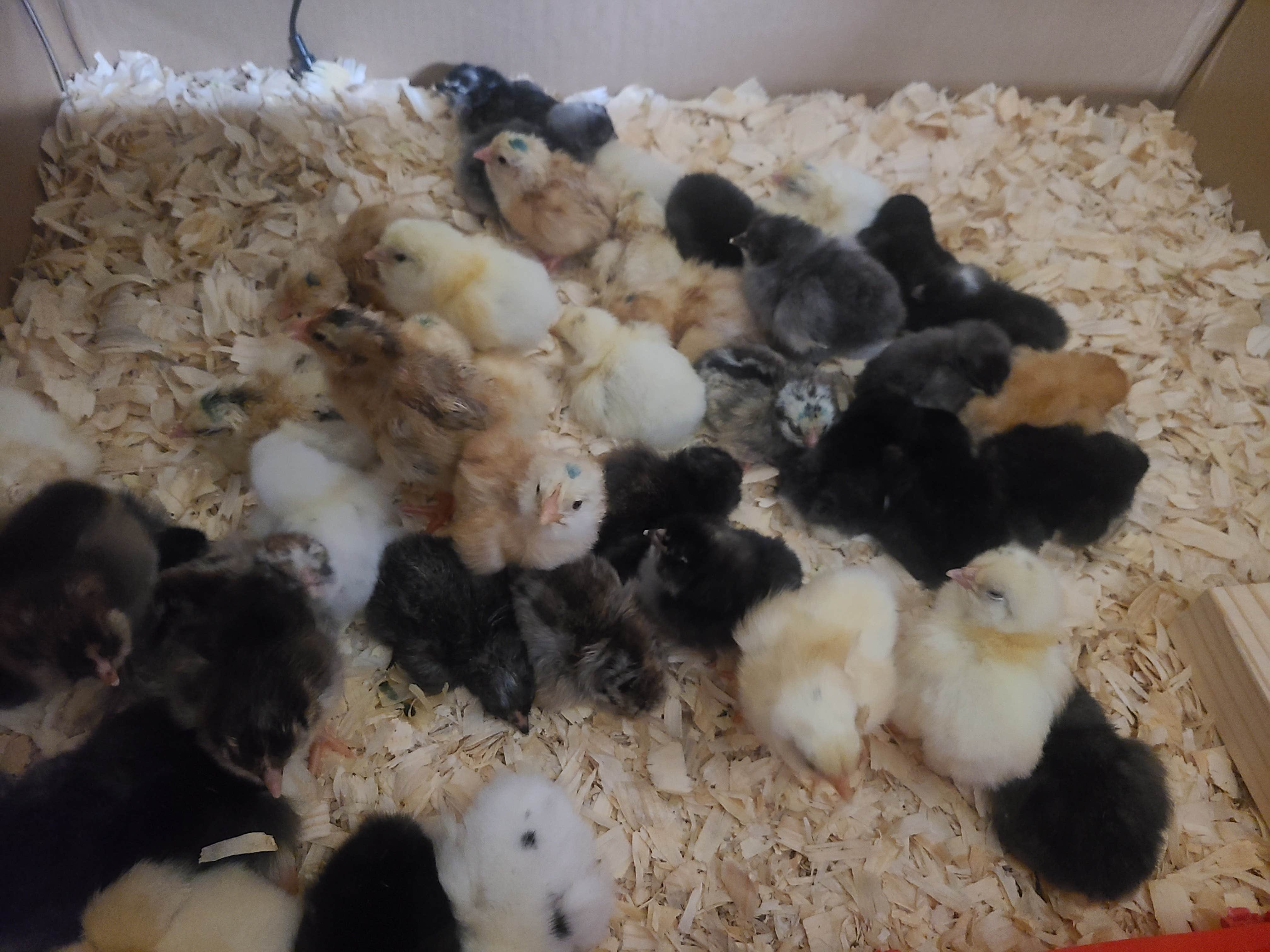 MaltipooPup S.'s photo of camping with pets at Tiny Tots Honey Bee Farm near Pflugerville, TX