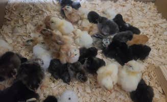 MaltipooPup S.'s photo of camping with pets at Tiny Tots Honey Bee Farm near Pflugerville, TX