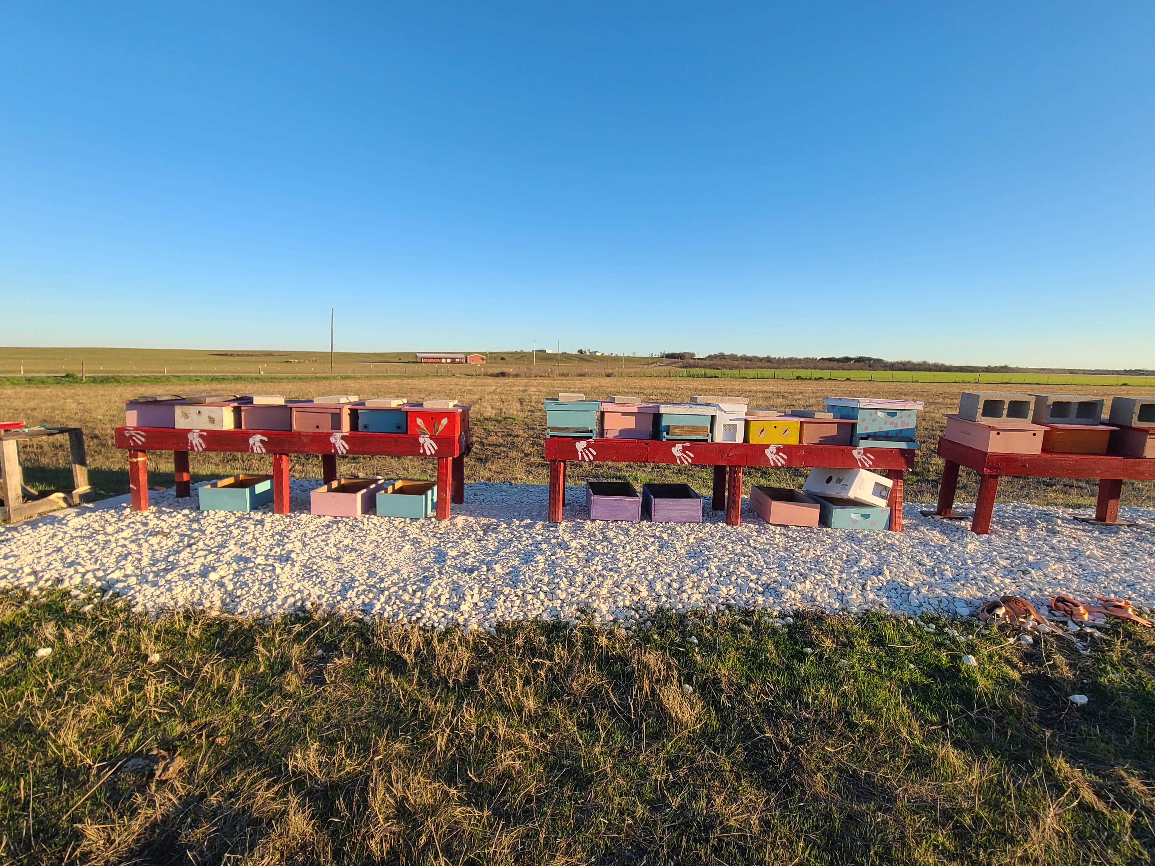 Camper submitted image from Tiny Tots Honey Bee Farm - 1