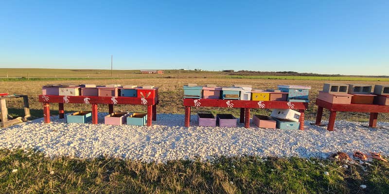 Camper submitted image from Tiny Tots Honey Bee Farm