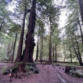 Review photo of Hidden Springs Campground — Humboldt Redwoods State Park by Neil T., April 1, 2023