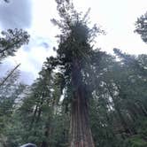 Review photo of Hidden Springs Campground — Humboldt Redwoods State Park by Neil T., April 1, 2023