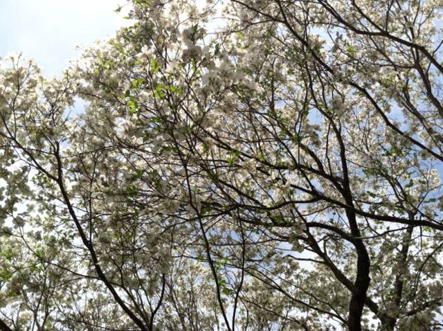 Camper-submitted photo at William B. Umstead State Park Campground near B. Everett Jordan Lake