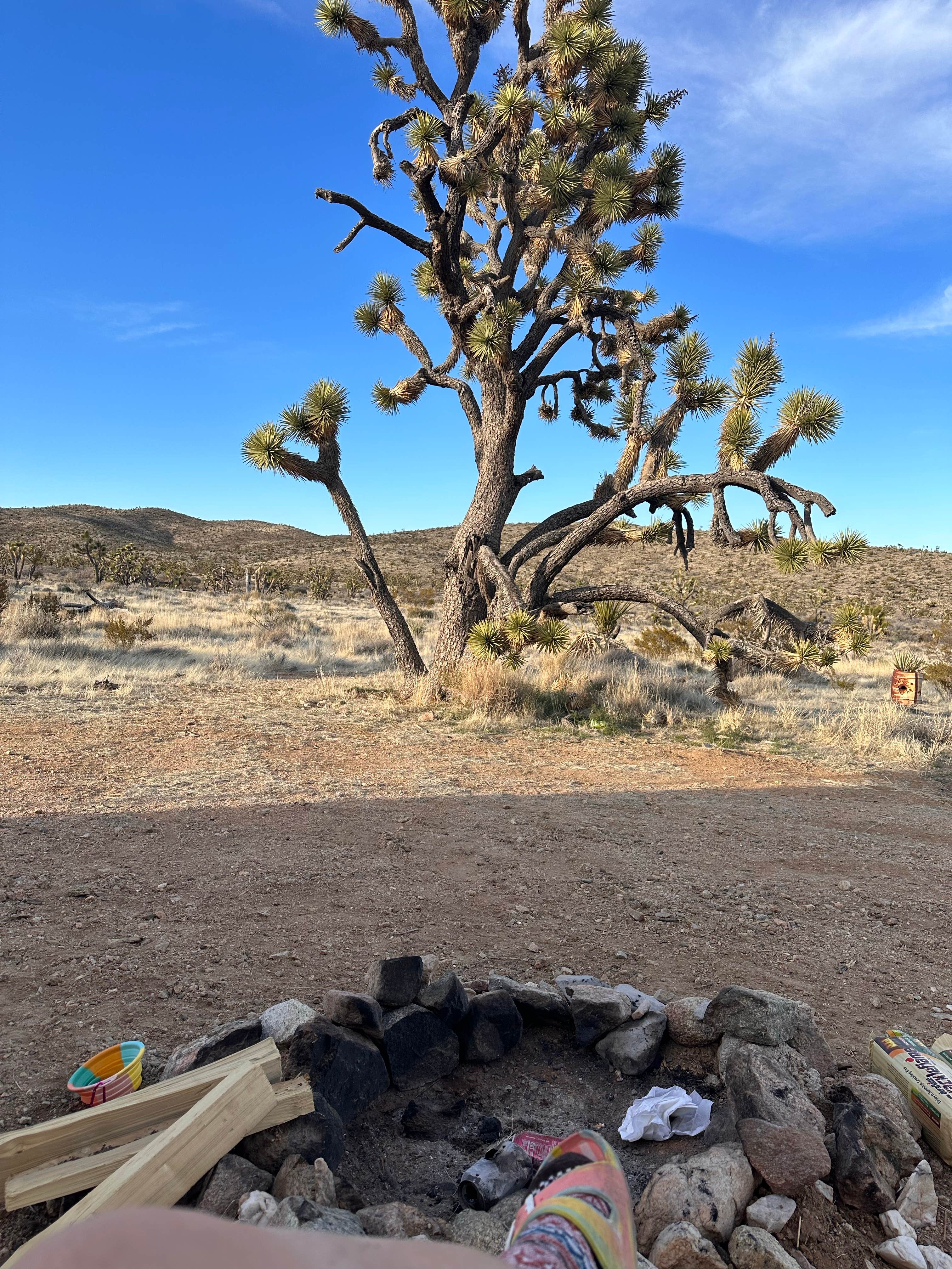 Camper-submitted photo at BLM Knob Hill Primitive Camping near Nipton, CA