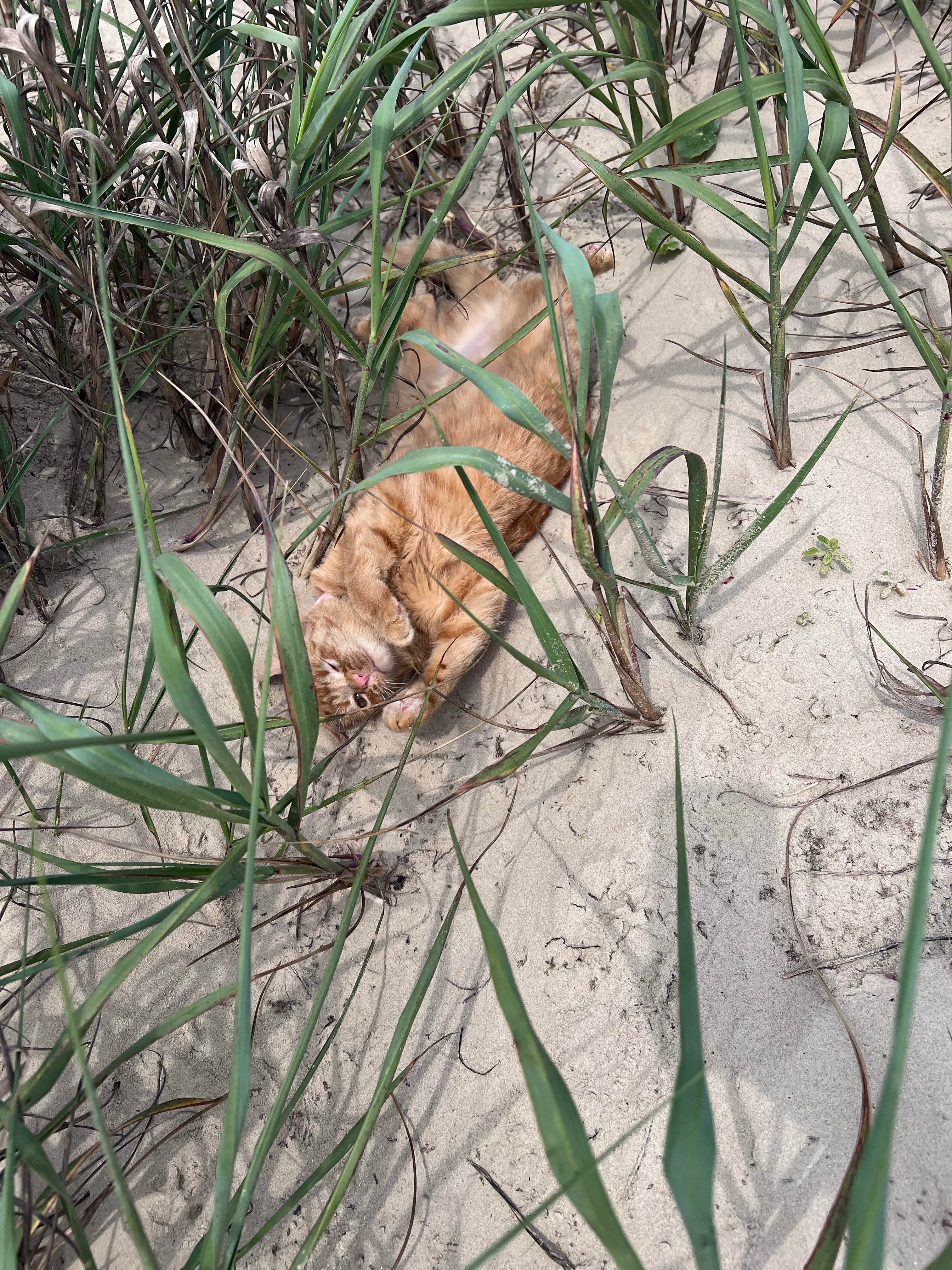 Josh M.'s photo of camping with pets at Follett’s Island Beach near Alvin, TX