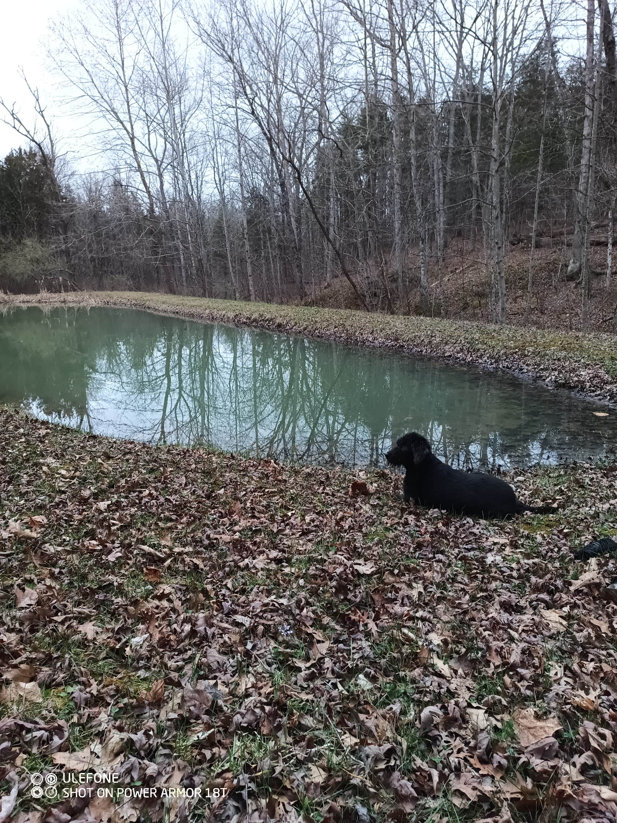 John B.'s photo of camping with pets at Bear Pond West Union near Paint Creek Lake