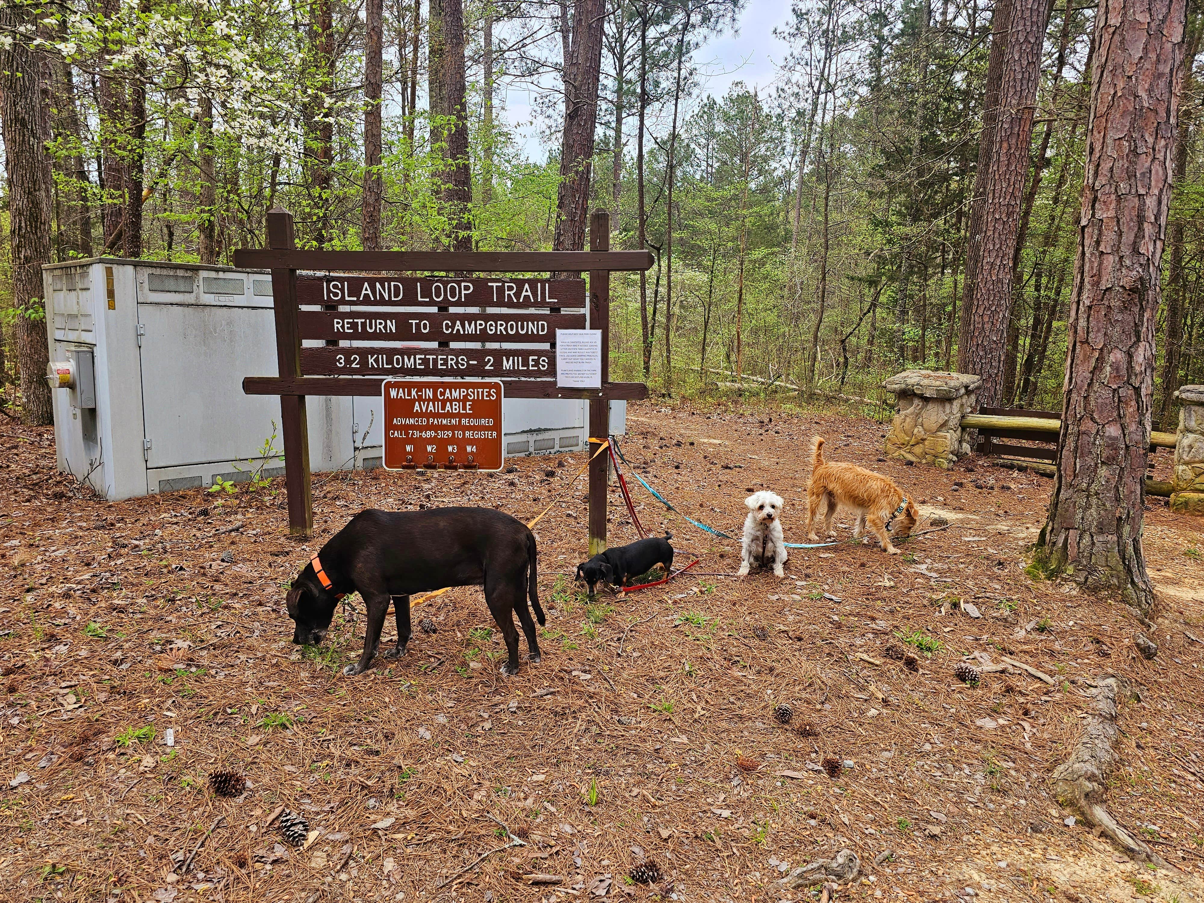 Katrin M.'s photo of camping with pets at Pickwick Landing State Park Campground near Pinson, TN