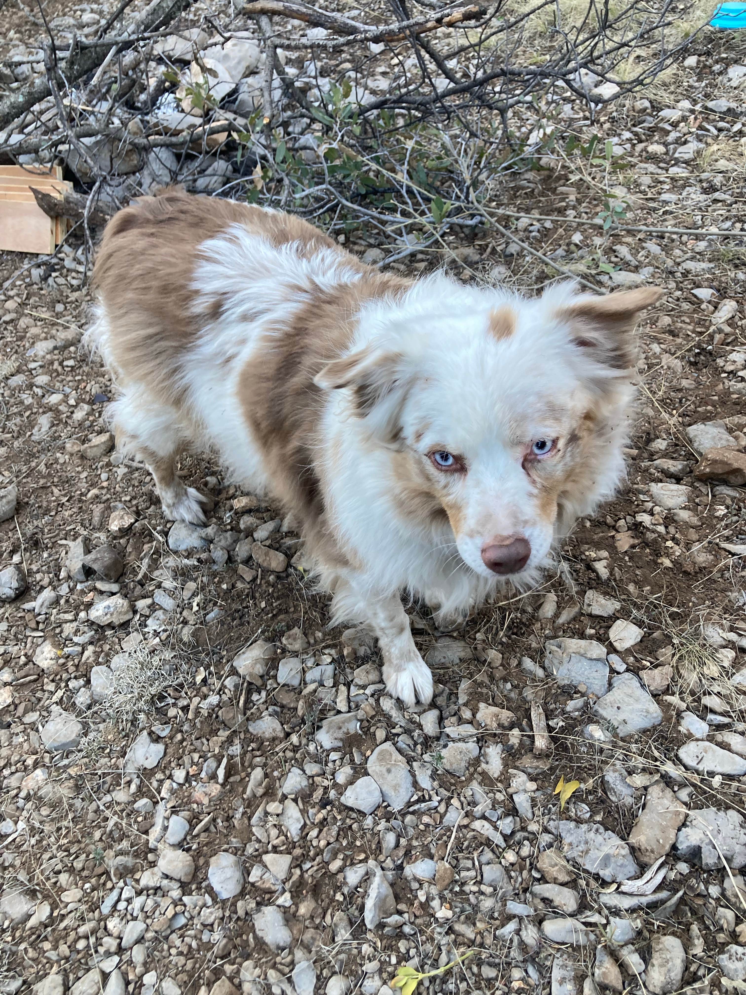 Camper-submitted photo at Bear Mountain near Arenas Valley, NM