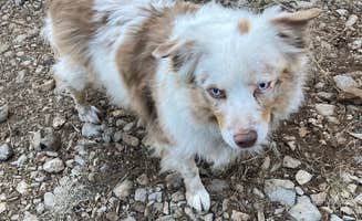 Sierra N.'s photo of camping with pets at Bear Mountain near Mimbres, NM
