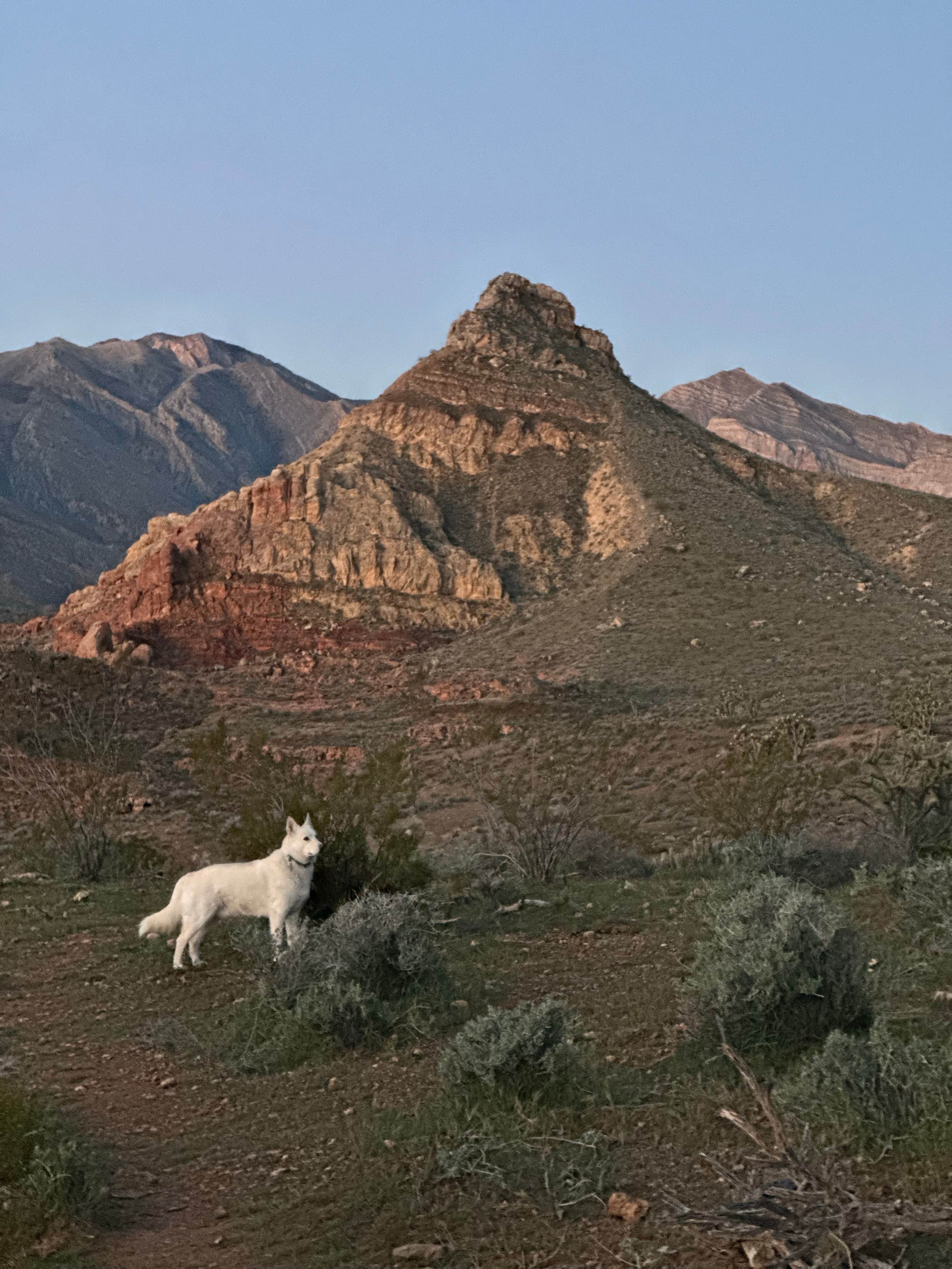 Amanda V.'s photo of camping with pets at Cedar Pockets Pass Road - Dispersed Camping near Mesquite, NV