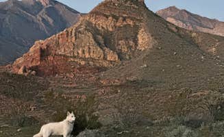 Amanda V.'s photo of camping with pets at Cedar Pockets Pass Road - Dispersed Camping near Mesquite, NV