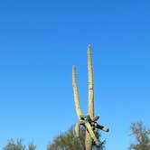 Review photo of Roadrunner Campground - Lake Pleasant by Kate T., April 3, 2023