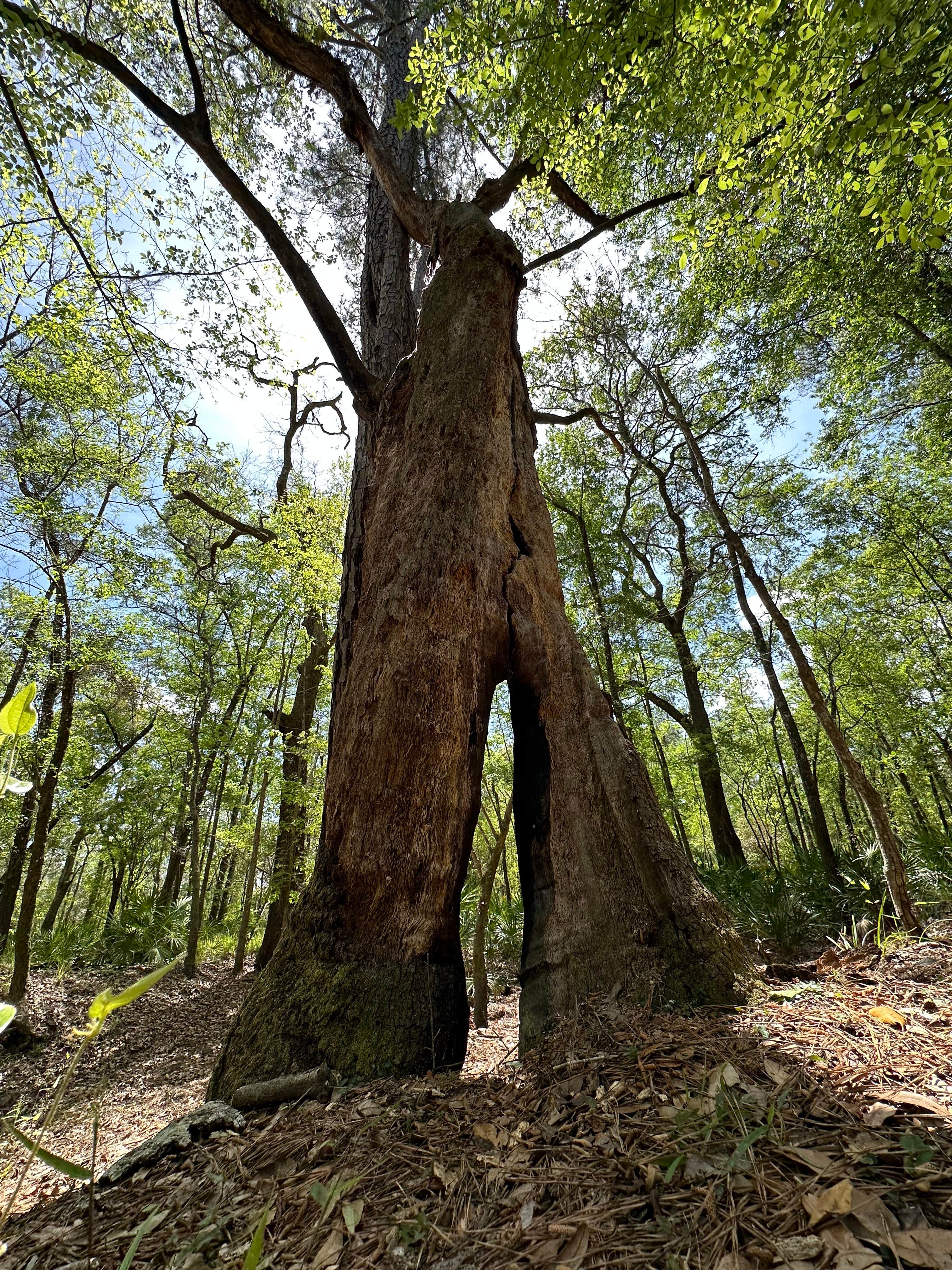 Camper-submitted photo at Magnolia Campground — O'Leno State Park near Fort White, FL