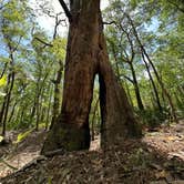 Review photo of Magnolia Campground — O'Leno State Park by Tim H., April 3, 2023