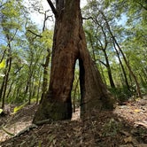 Review photo of O'leno State Park Campground by Tim H., April 3, 2023