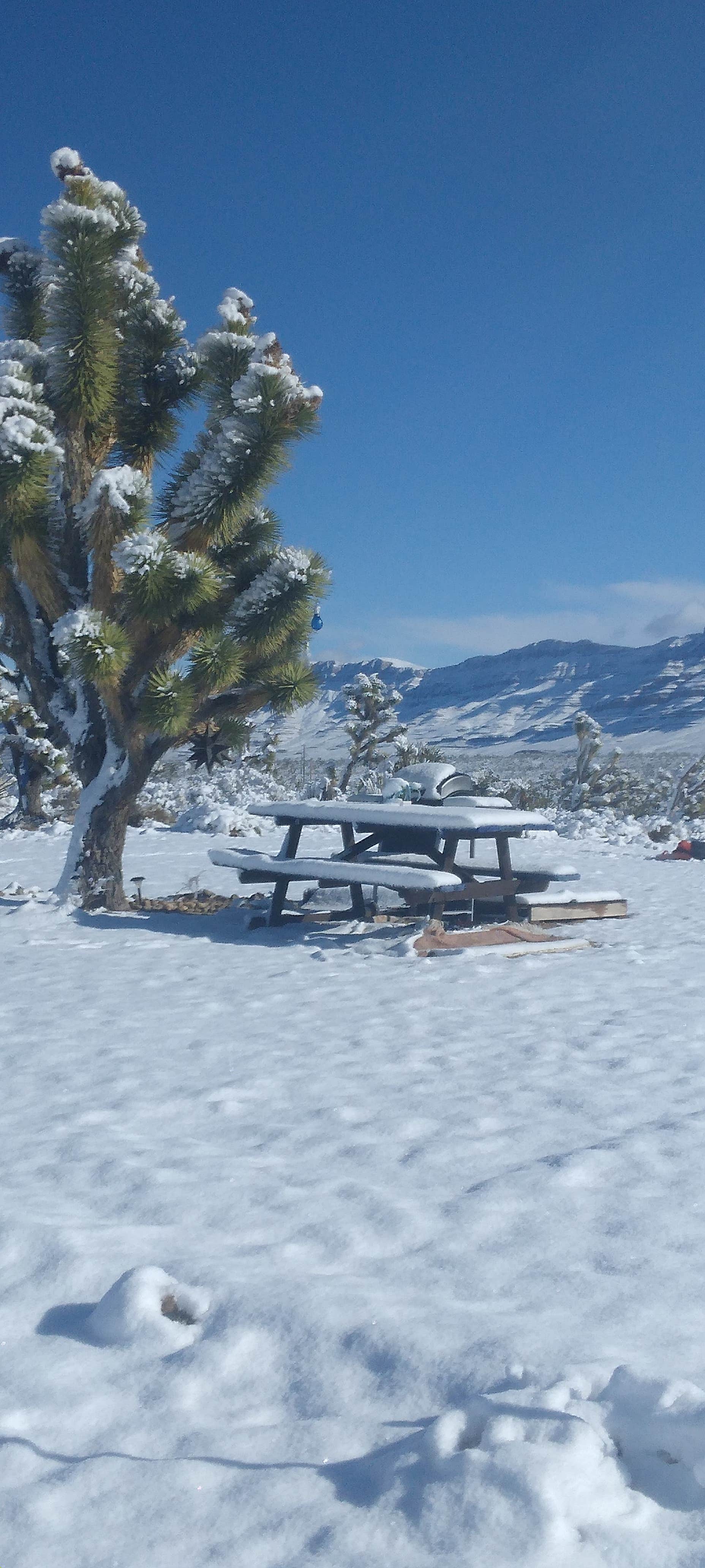 Camper-submitted photo at Joshua Re-TREE-t near Lake Mead National Recreation Area