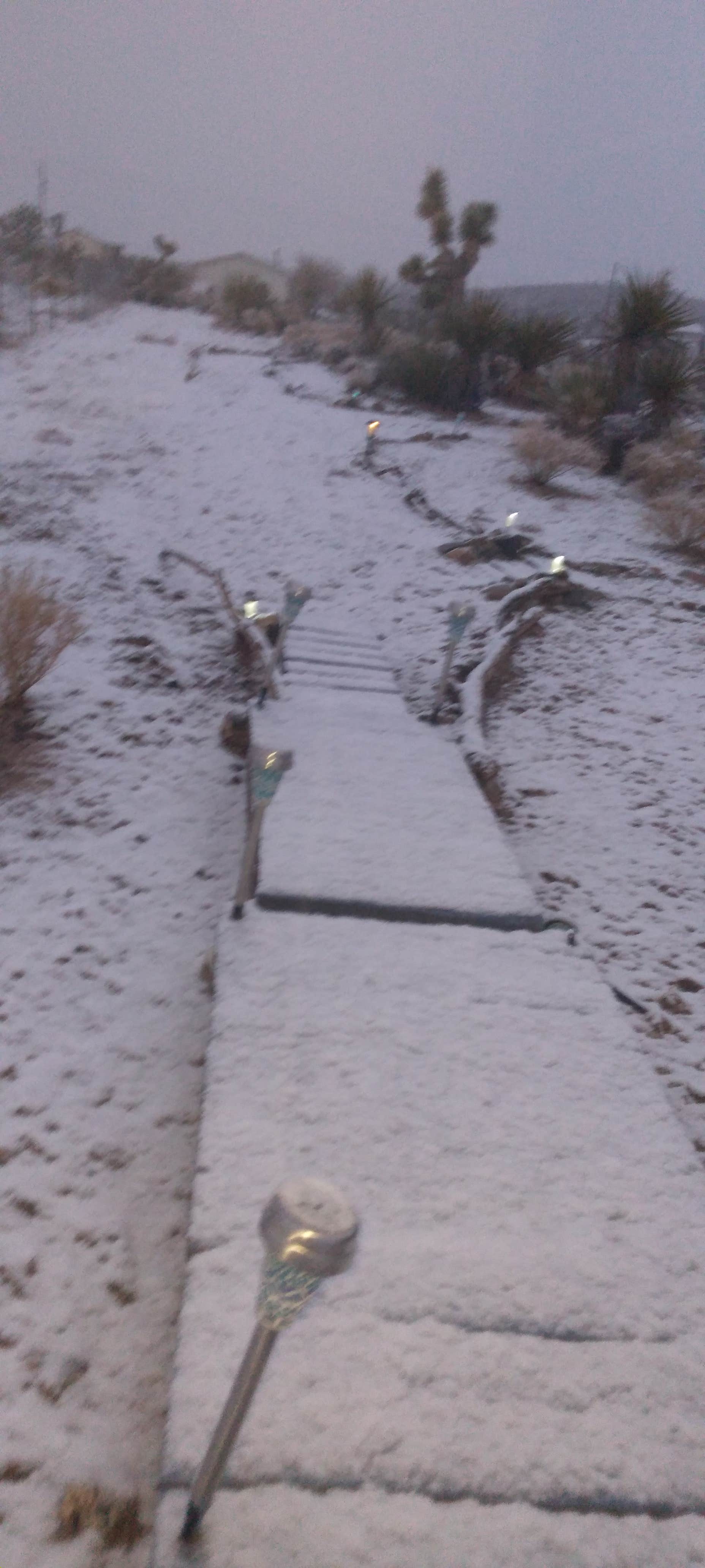 Camper-submitted photo at Joshua Re-TREE-t near Lake Mead National Recreation Area