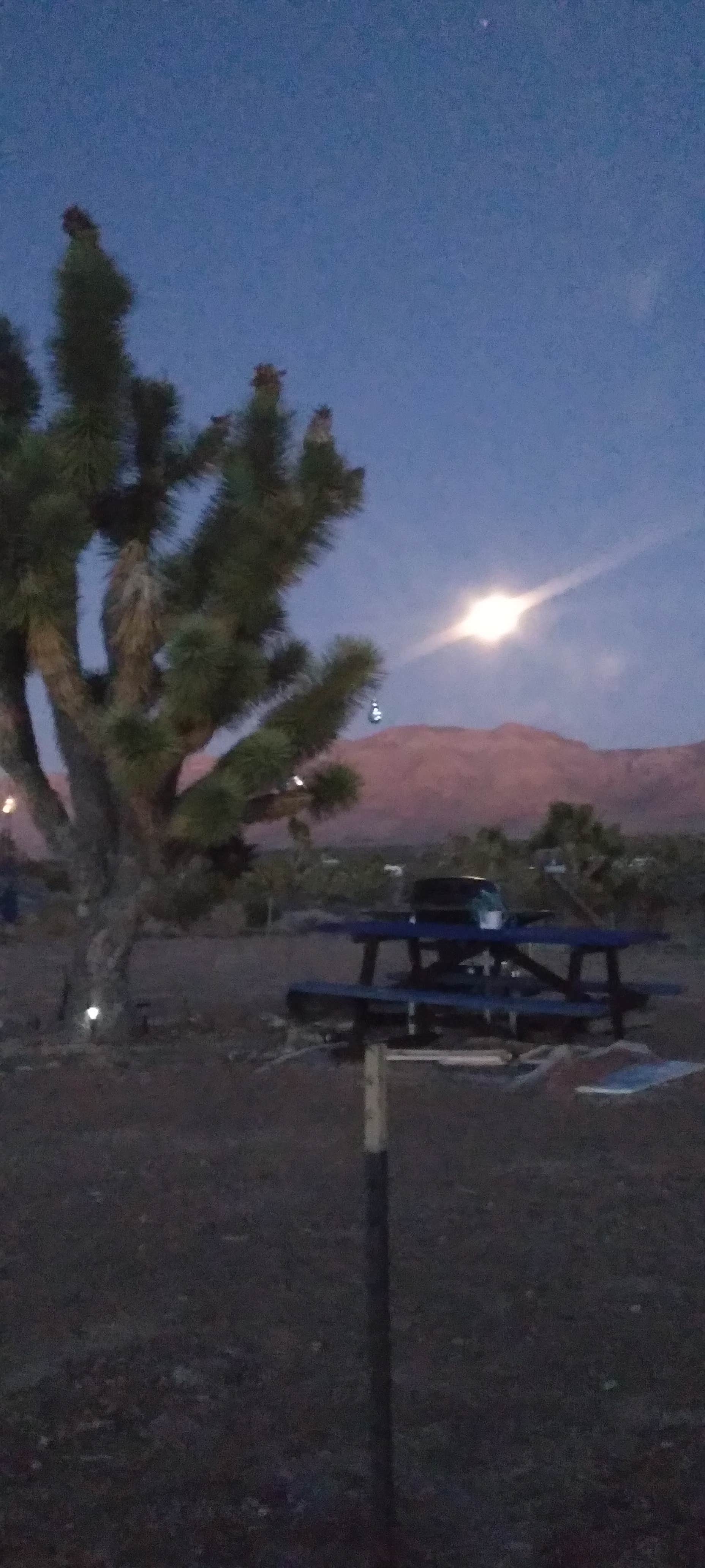 Camper-submitted photo at Joshua Re-TREE-t near Lake Mead National Recreation Area