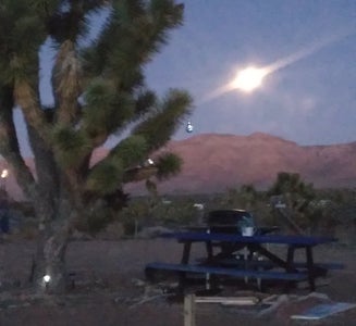 Camper-submitted photo from Joshua Re-TREE-t