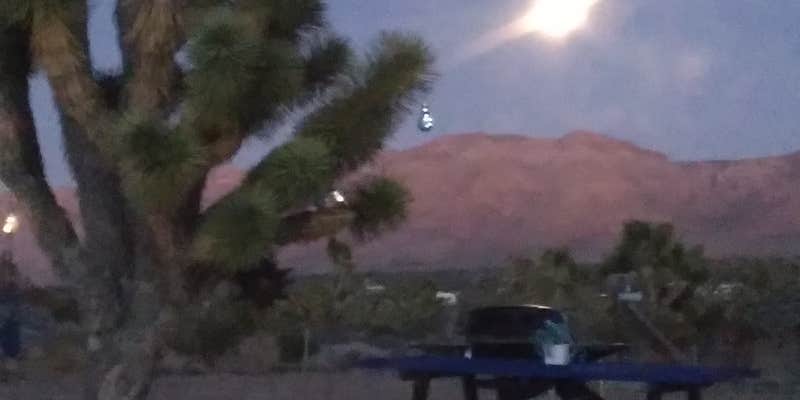 Camper submitted image from Joshua Re-TREE-t