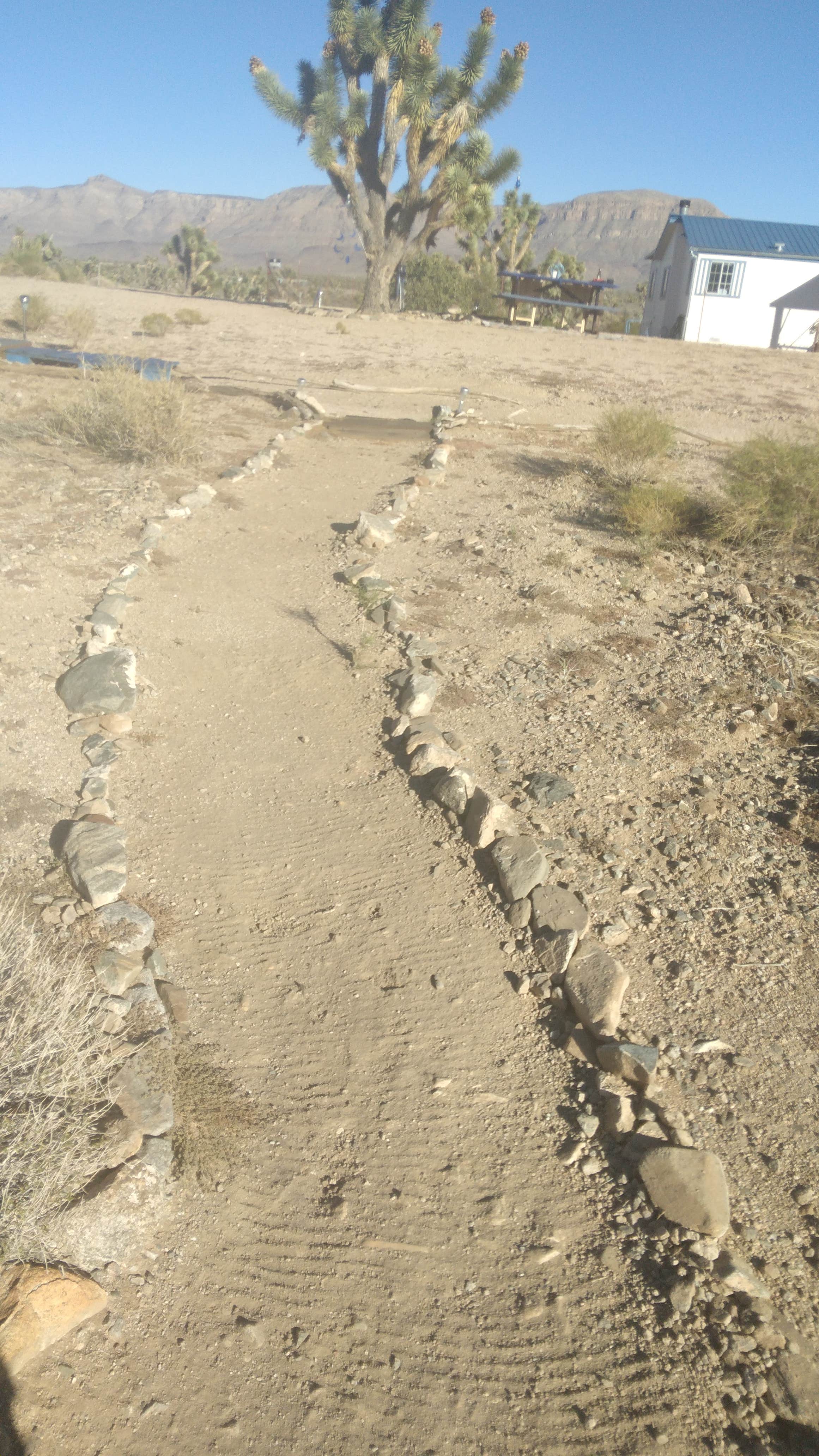 Camper-submitted photo at Joshua Re-TREE-t near Lake Mead National Recreation Area