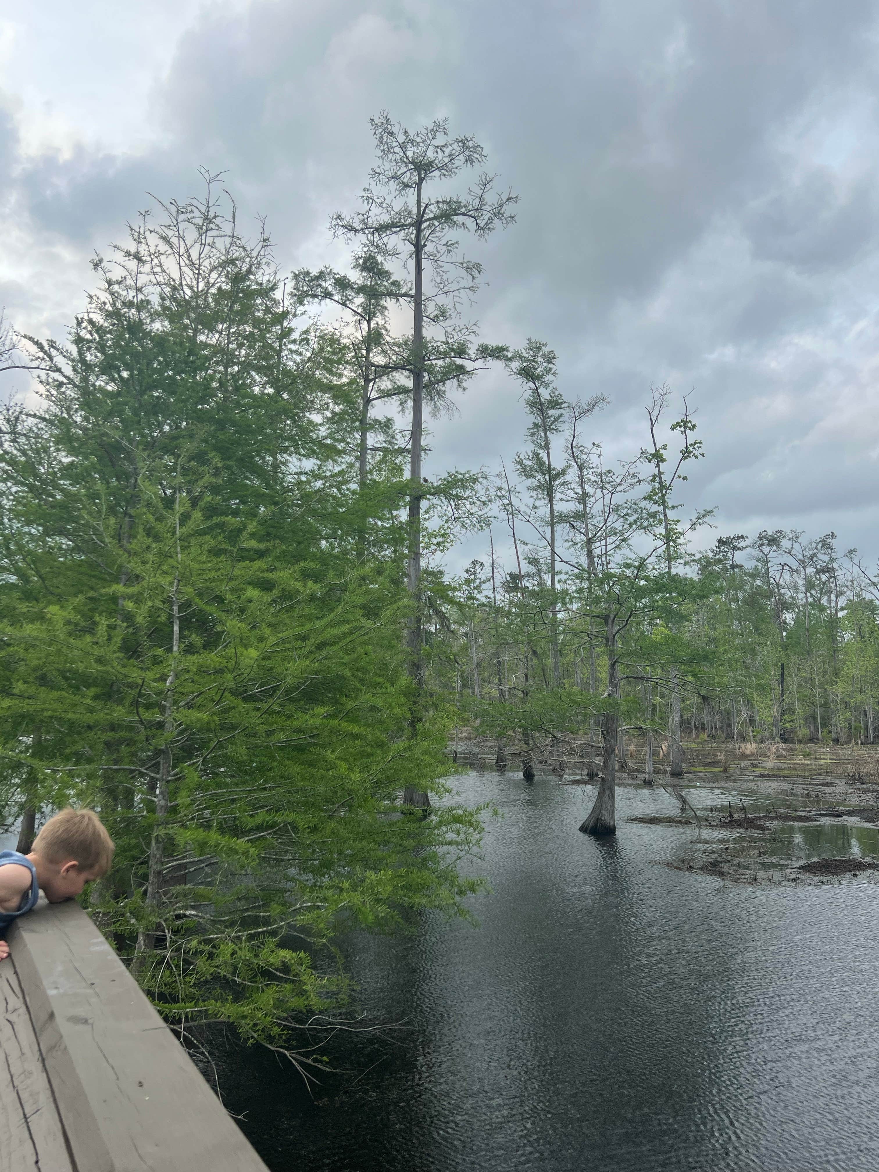 Camper submitted image from Sam Houston Jones State Park — Sam Houston Jones State Park District II - 4