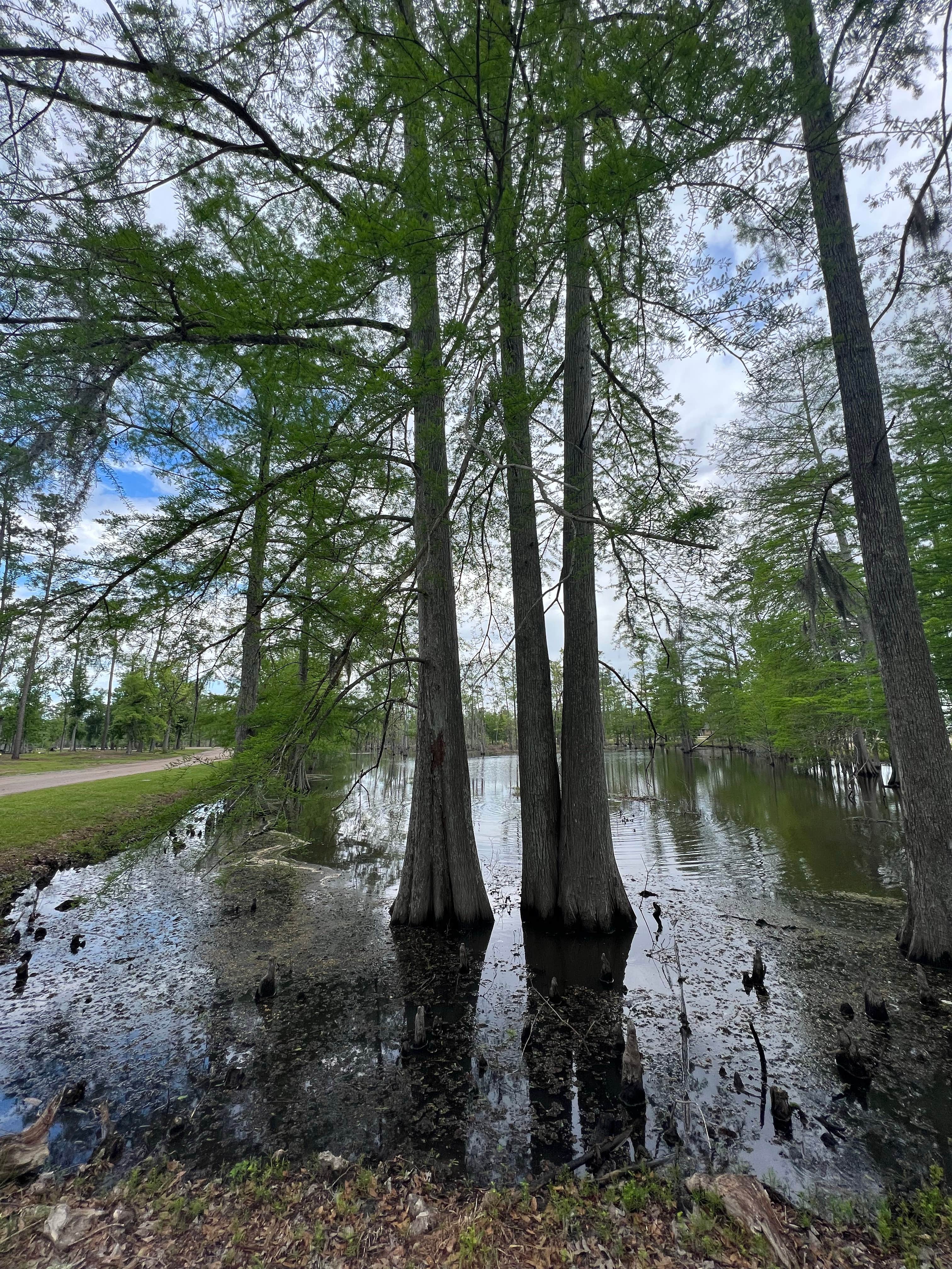 Camper submitted image from Sam Houston Jones State Park — Sam Houston Jones State Park District II - 1