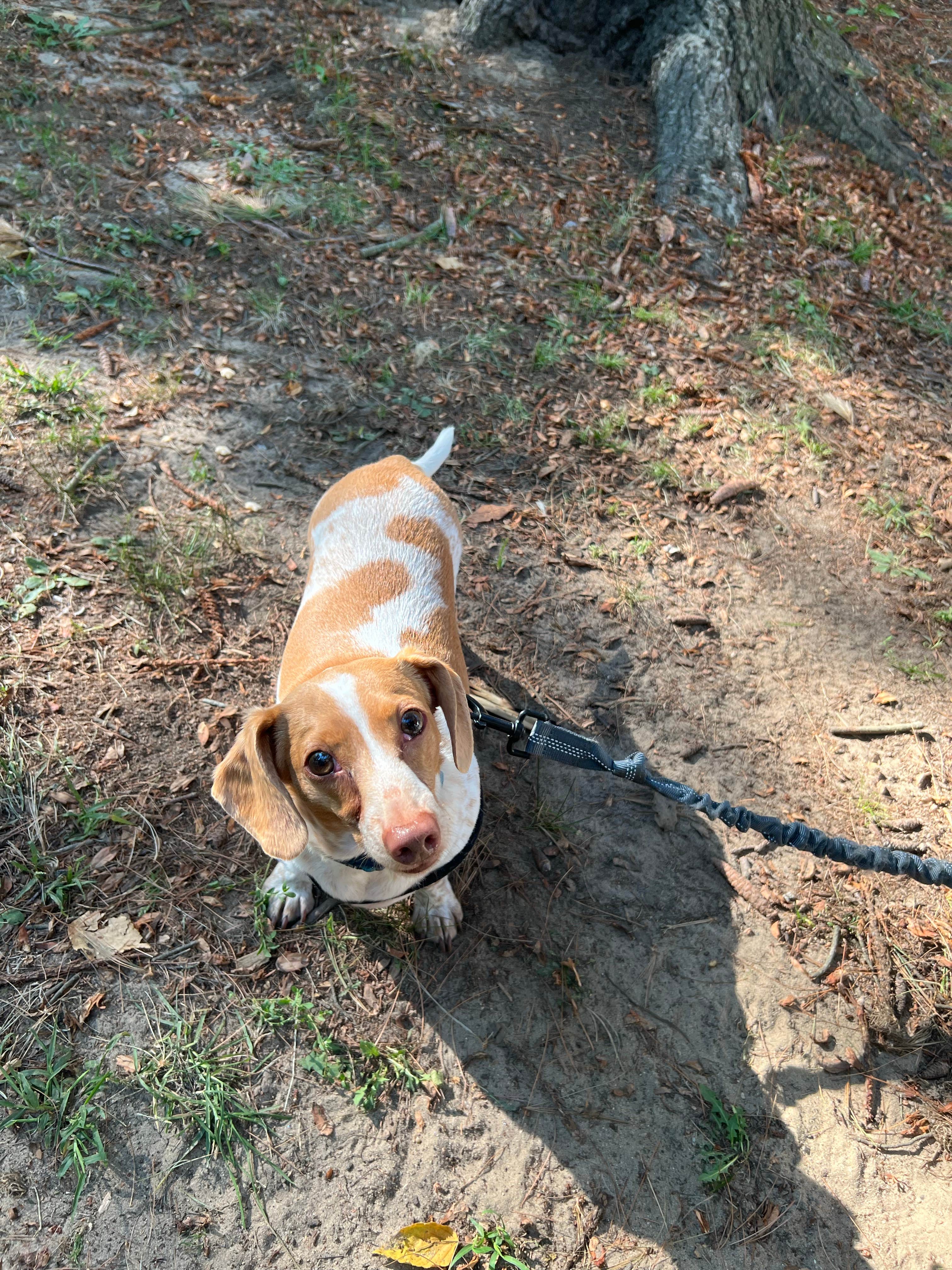Sarah's photo of camping with pets at Lexington Park Campground near Sandusky, MI