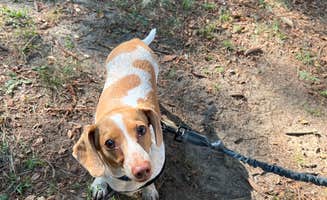 Sarah's photo of camping with pets at Lexington Park Campground near Port Hope, MI