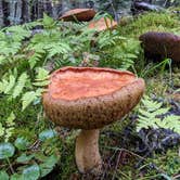 Review photo of Bird Creek Campground - Chugach State Park by Shari  G., April 4, 2023