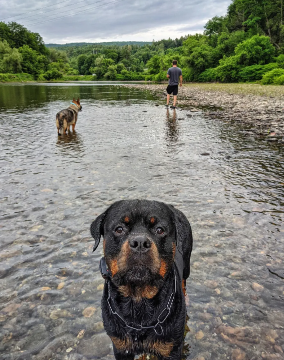 Lucinda N.'s photo of camping with pets at Vermont Ranch and Riverside Retreat near Granville, VT