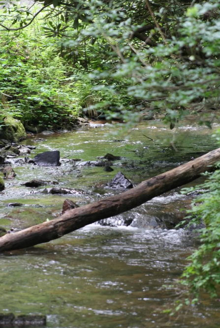 Camper-submitted photo at Wildcat 1 near Clayton, GA