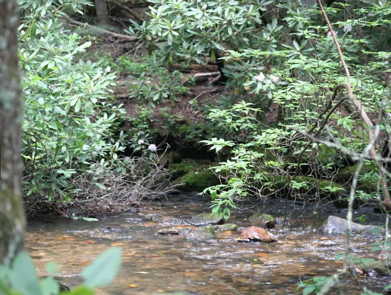 Camper-submitted photo at Wildcat 1 near Clayton, GA