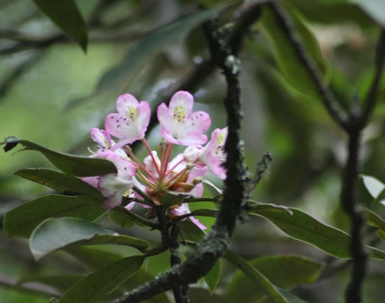 Camper-submitted photo at Wildcat 1 near Clayton, GA