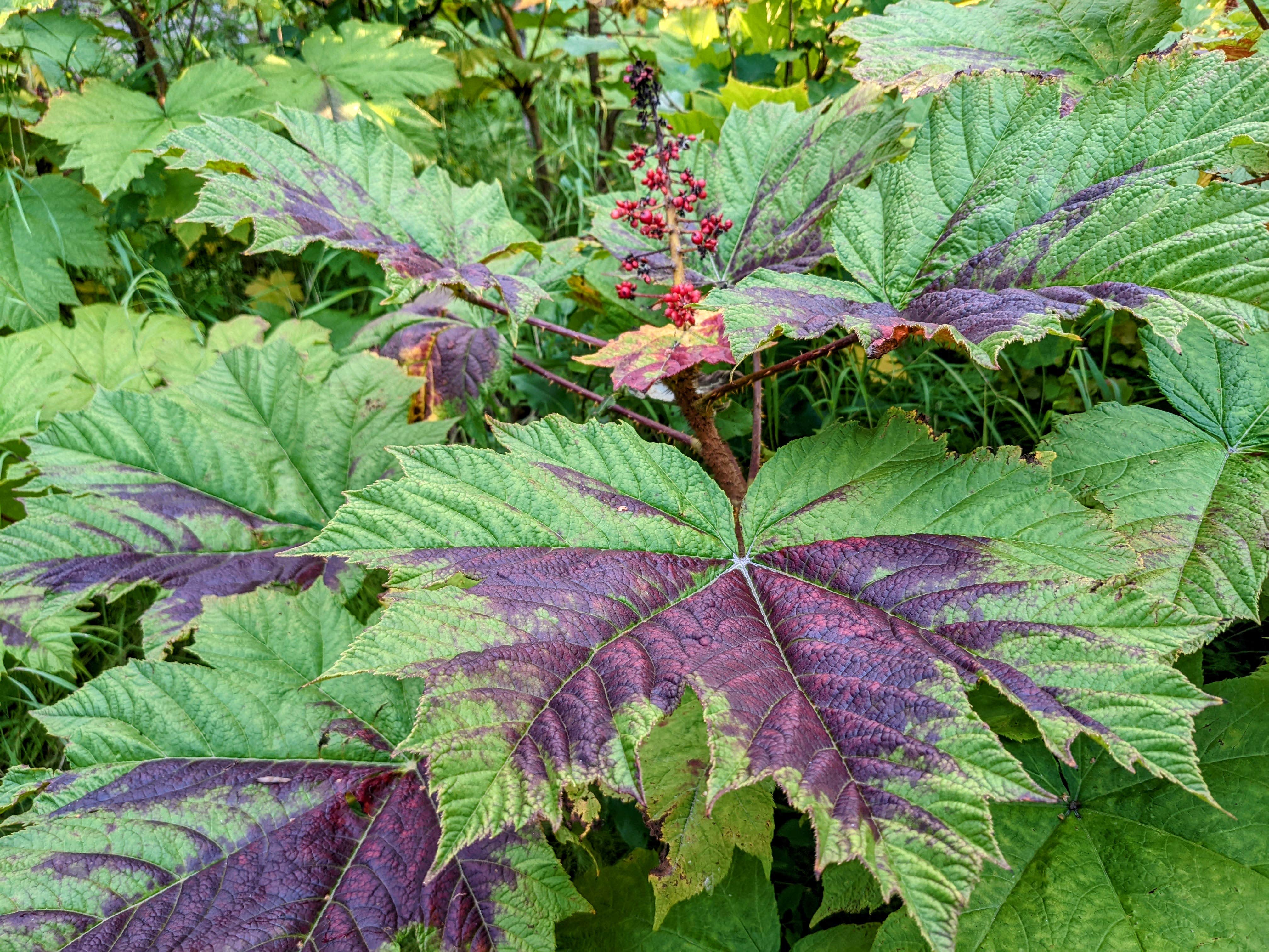 Camping near Discovery Campground Capt. Cook State Park Campground: Captain Cook State Recreation Area, Kenai, Alaska
