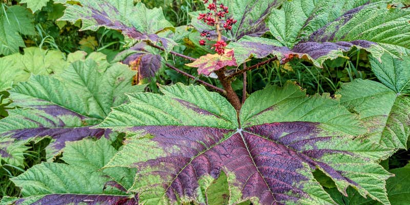 Camper submitted image from Captain Cook State Recreation Area