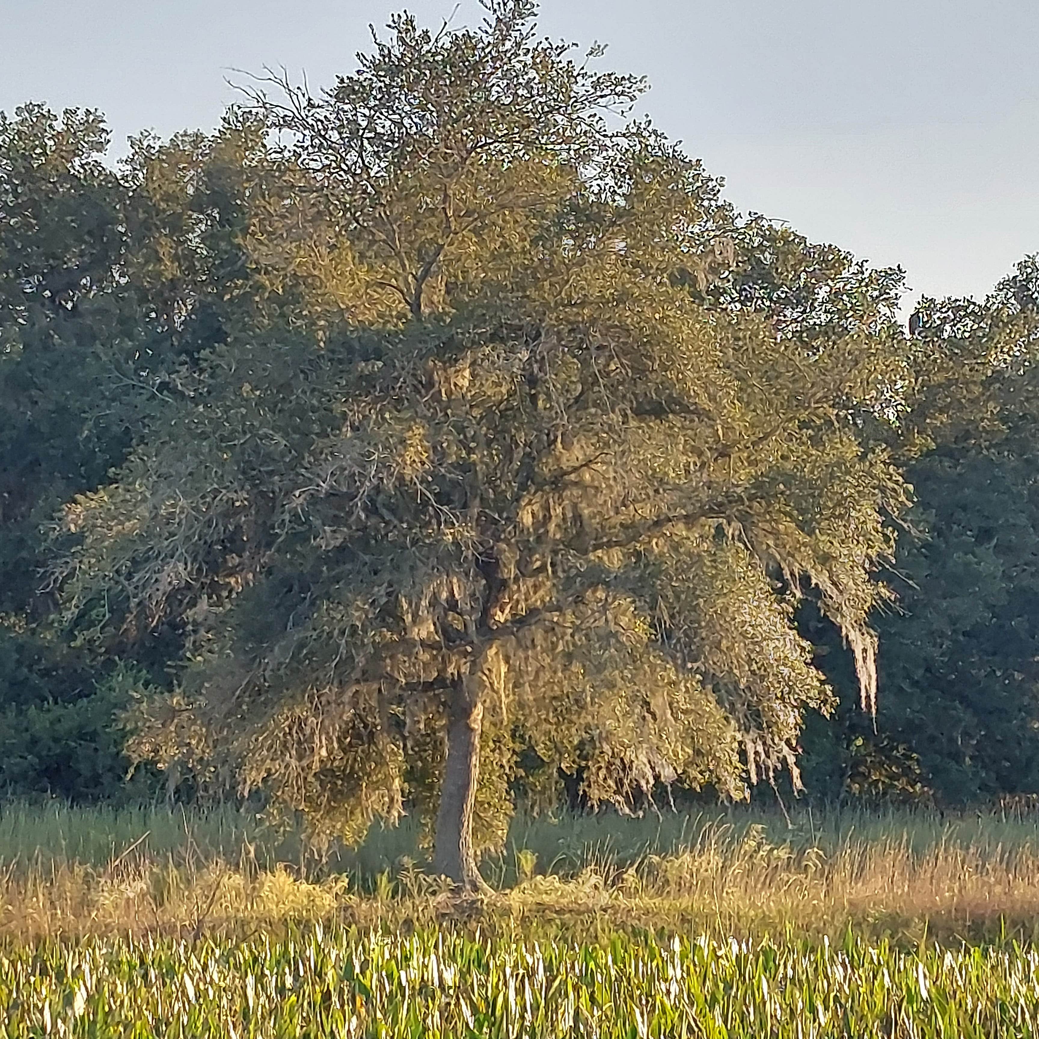 Camper-submitted photo at Lucky U Ranch near Inverness, FL